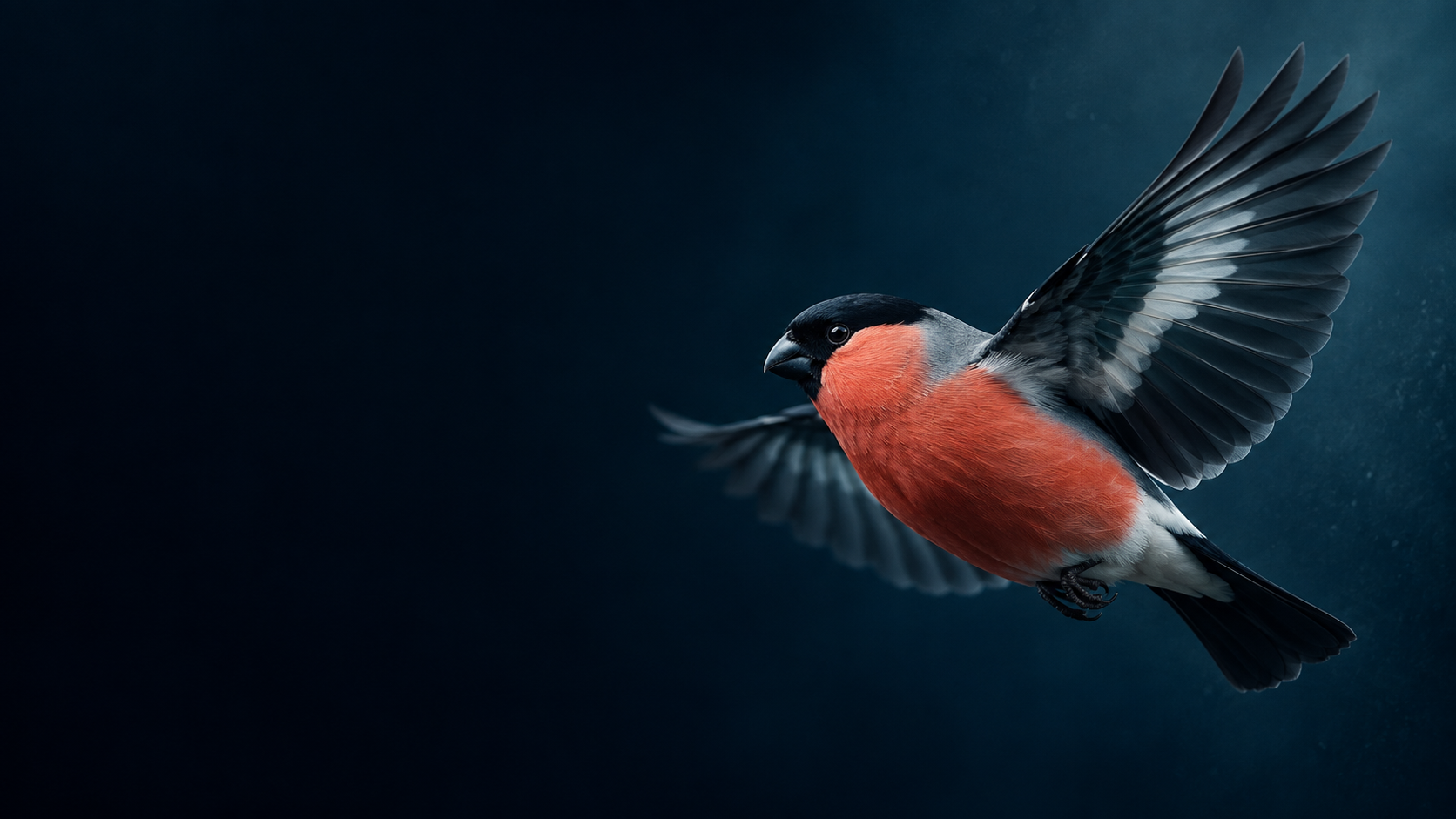 El pájaro de Bullfinch en movimiento